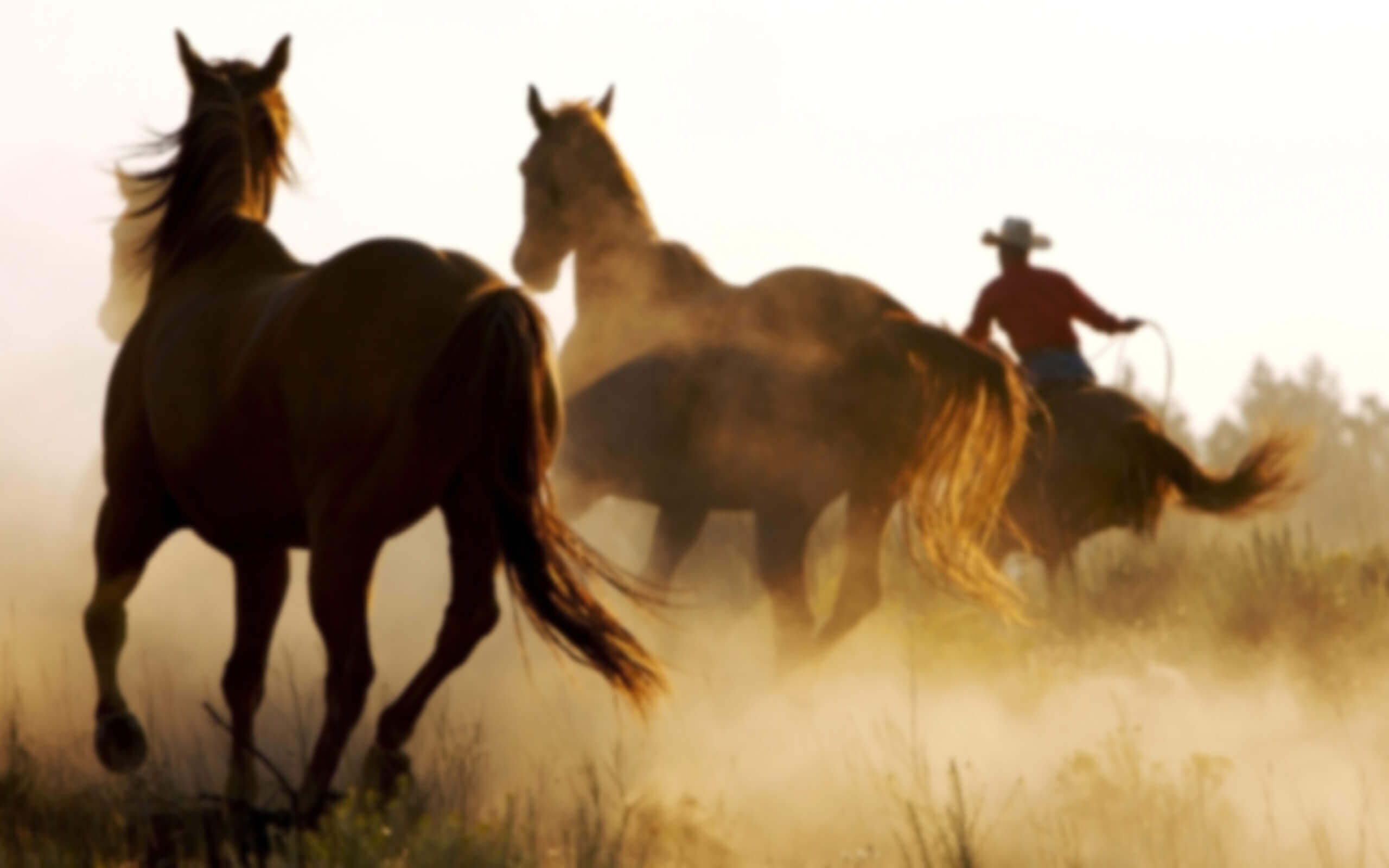 ws_Wild_Horses_and_Cowboy_2560x1600 (1) (1)